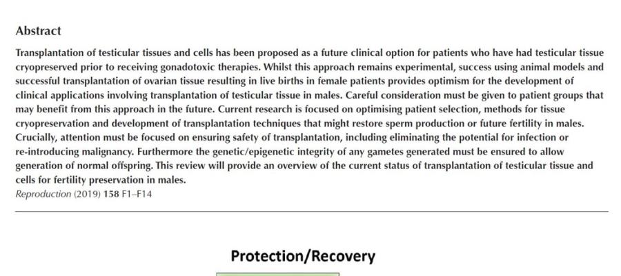 Cropped Testicular transplantation for fertility preservation: clinical potential and current challenges